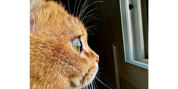 Shot on iPhone Challenge: Apple sucht das beste Makro-Foto
